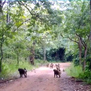 B monkeys shai hills reserve ghana