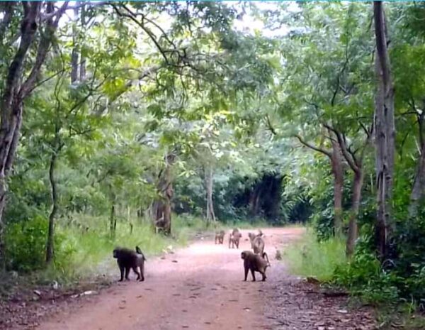 B monkeys shai hills reserve ghana