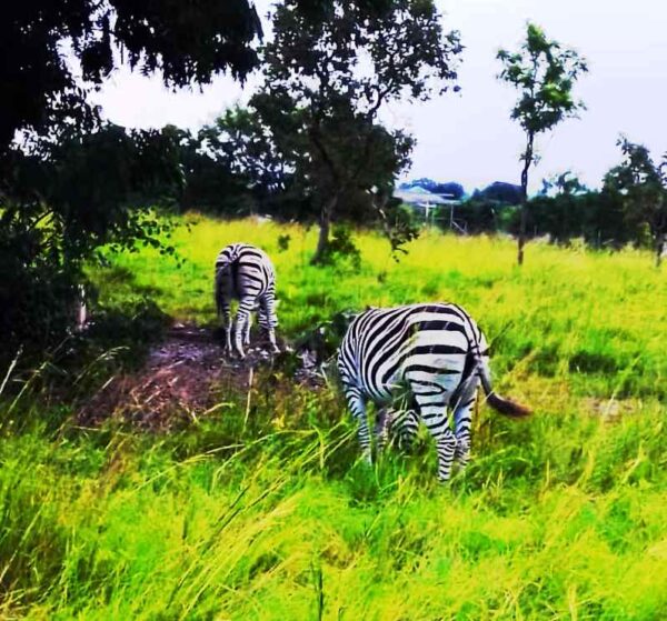 zebras shai hills reserve ghana