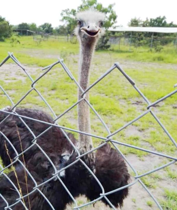 ostrich shai hills reserve ghana