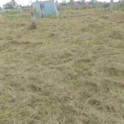 plots of land for sale Dankyira Amasaman Greater Accra